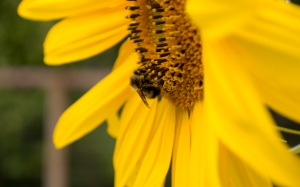 This a picture that I took at the beginning of the school year. I was focusing on the bee and part of the middle of the flower. The lightening on this picture is all natural. ISO: 100. F stop: 6.3 Shutter Speed: 1/100. I took this photograph into Adobe Lightroom and adjusted the contrast and the brightness. Then in Adobe Photoshop I used the blemish tool on the sunflower petals itself.